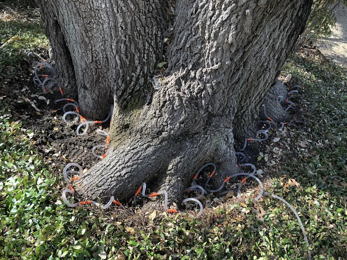 Detailed Tree Cabling and Bracing job site in Pioneer