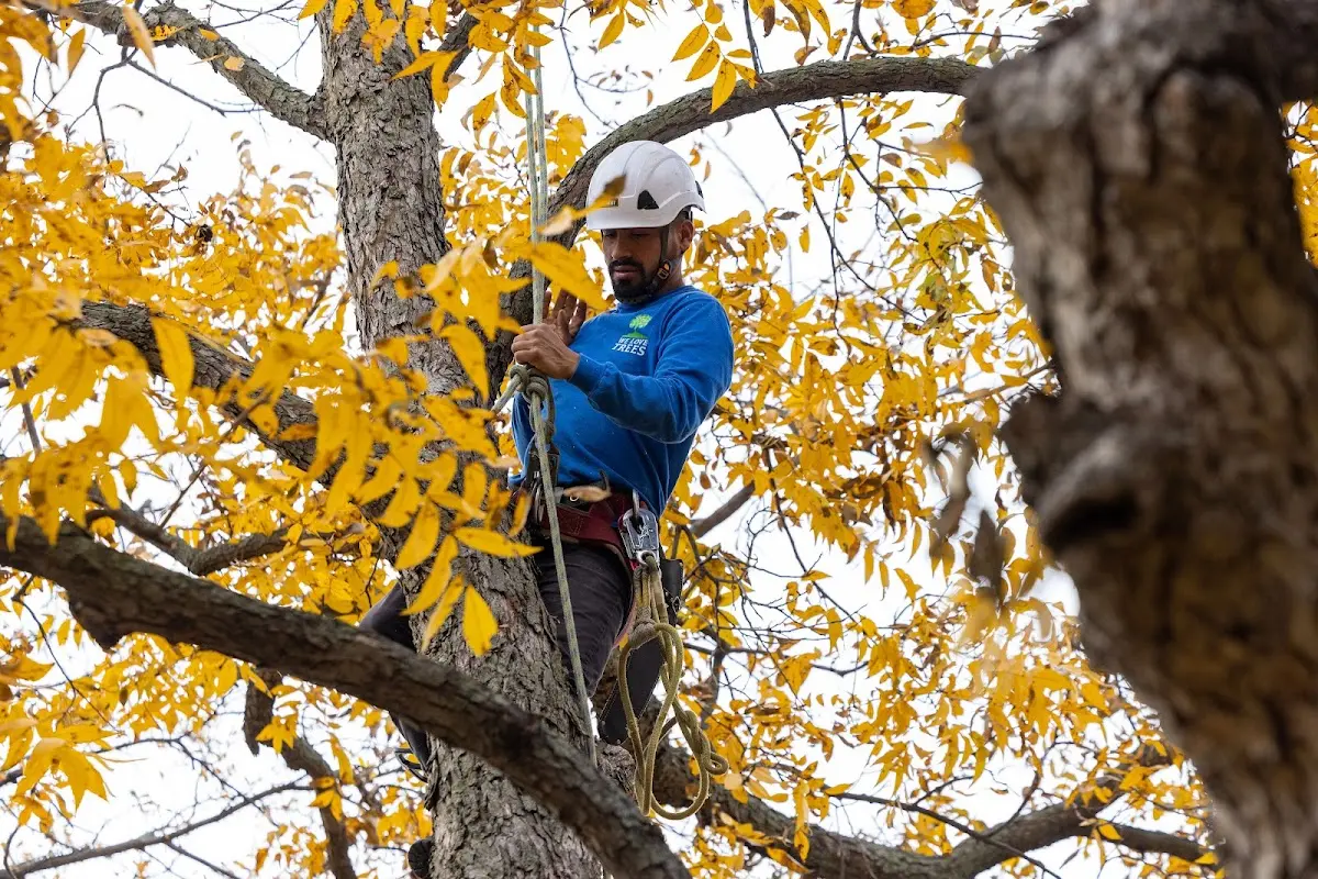 Skilled Tree Pruning crew working in Pioneer