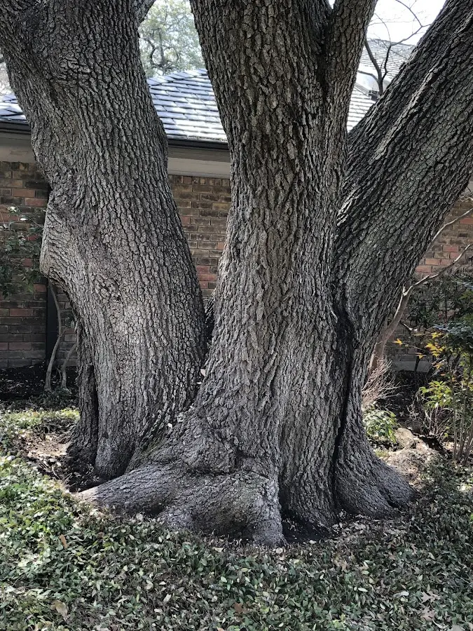 Mature heritage tree close to a Pioneer property cared for by certified arborists